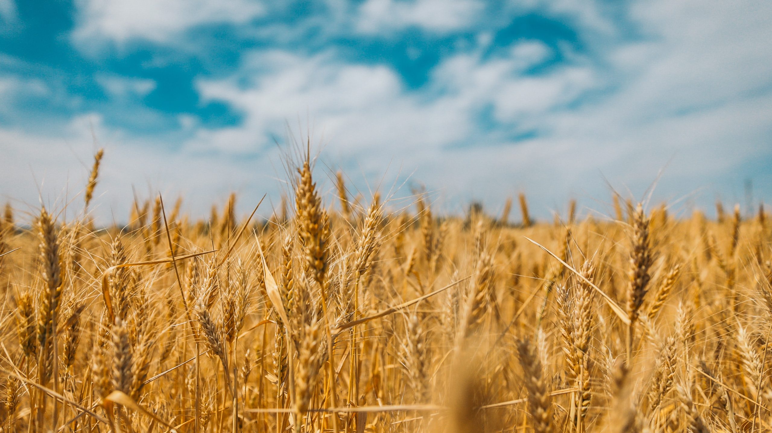 Crop Insurance for Winter Wheat is Due October 15