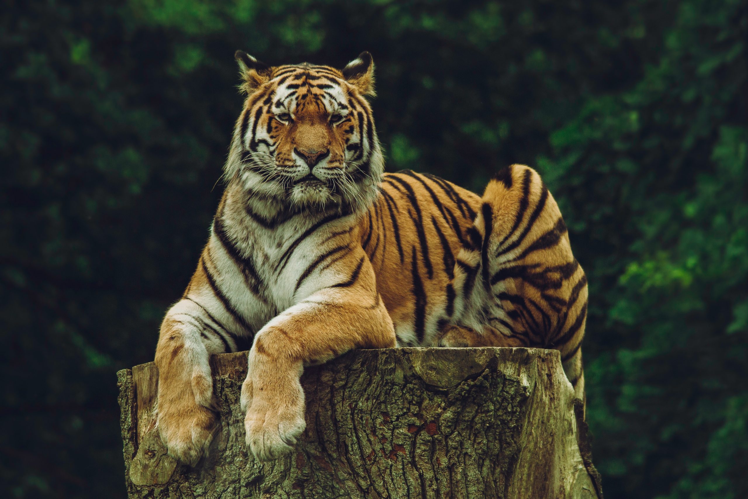 Considering Litigation: “Tiger King” Holds Important Lesson