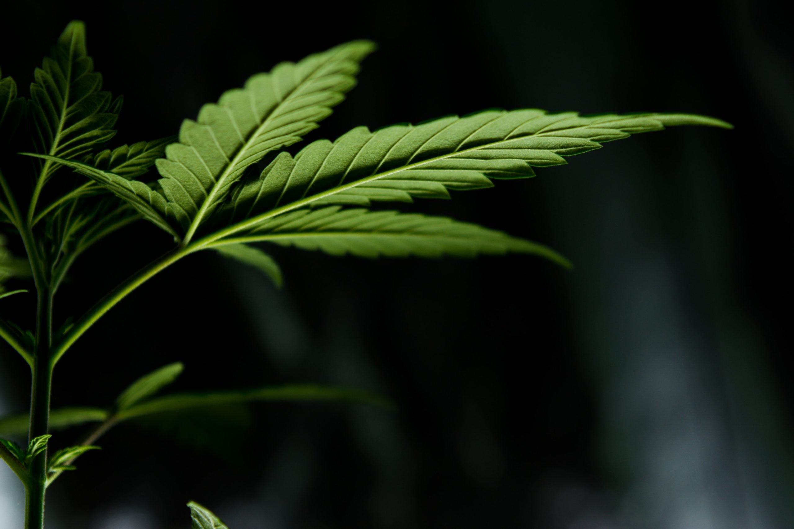 How Will Legal Cannabis Use Effect My Custody Case?